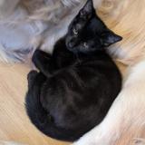 Photo de chat perdu à Villemur Sur Tarn