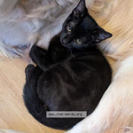 Photo 1/1 Beerus Chat perdu à Villemur sur tarn