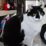 Photo de chat perdu à Fismes