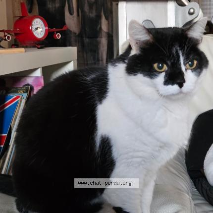 Photo 1/1 Mia Chat perdu à Fismes