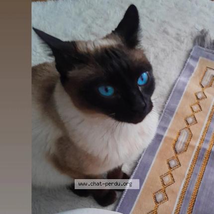 Photo 1/1 Chat retrouvé Perdu à Aubagne