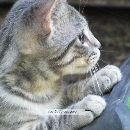 Photo 1/1 Baby Kitty Chat perdu à Marina del rey