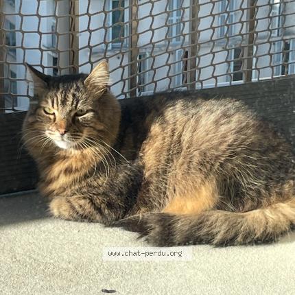 Photo 1/1 Chat retrouvé Perdu à Ivry Sur Seine