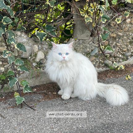 Photo 1/1 Chat retrouvé Trouvé à Venissieux