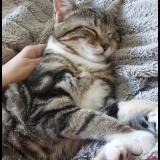 Photo de chat perdu à Juziers