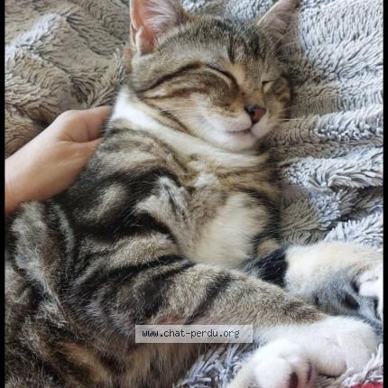 Photo 1/1 Missy Chat perdu à Juziers
