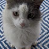 Photo de chat perdu à Jennings