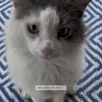 Photo 1/1 Deli Chat perdu à Jennings