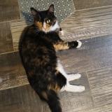 Photo de chat perdu à Serignac Sur Garonne