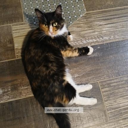 Photo 1/1 Shiro Chat perdu à Serignac sur garonne