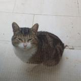 Photo de chat trouvé à Atur