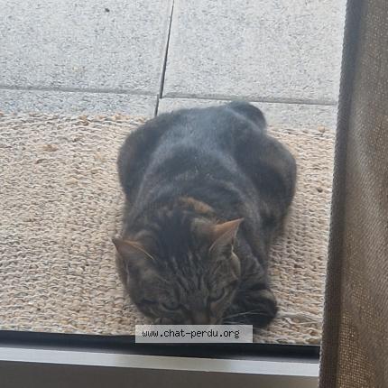 Photo 1/1 RINA Chat perdu à L isle adam