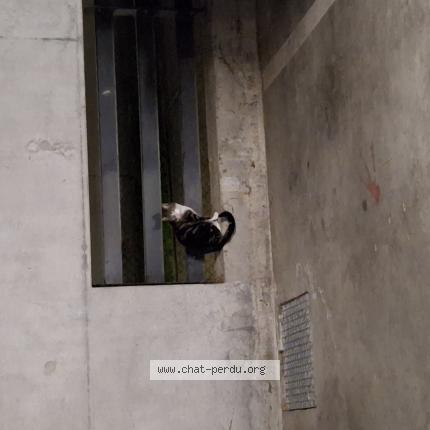 Photo 1/1 Chat trouvé Trouvé à Toulouse