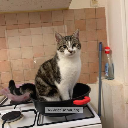 Photo 1/1 Voltaire Chat perdu à Gien