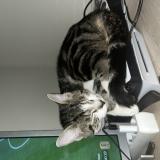 Photo de chat perdu à Gien