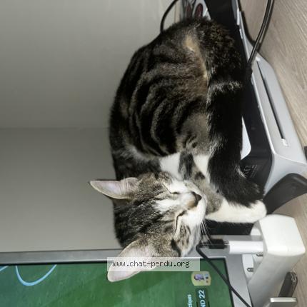 Photo 1/1 Voltaire Chat perdu à Gien