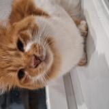 Photo de chat perdu à Champeix