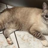 Photo de chat perdu à Audun Le Roman