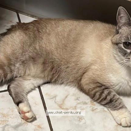 Photo 1/1 menny Chat perdu à Audun le roman