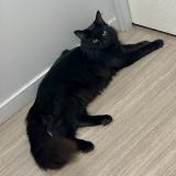 Photo de chat perdu à Ecully