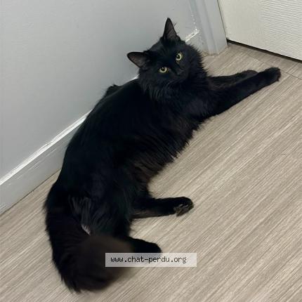 Photo 1/1 Elvira Chat perdu à Ecully