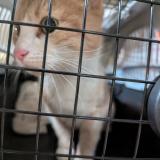 Photo de chat trouvé à Villeurbanne