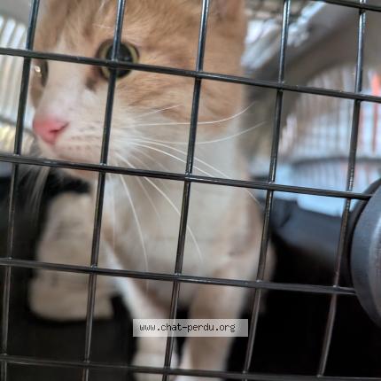 Photo 1/1 Chat trouvé Trouvé à Villeurbanne