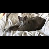 Photo de chat perdu à Bouillargues