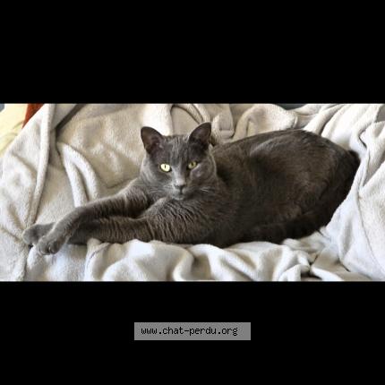 Photo 1/1 Gribouille Chat perdu à Bouillargues