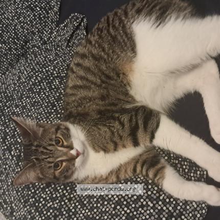 Photo 1/1 Chat retrouvé Perdu à Laxou
