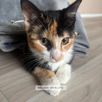 Photo 1/1 Hayette Chat perdu à Denain