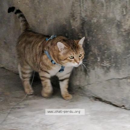 Photo 1/1 Chat retrouvé Perdu à Chambery