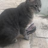 Photo de chat perdu à Montmorency