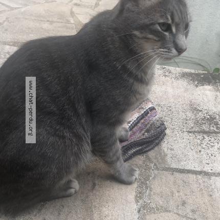 Photo 1/1 Djoko Chat perdu à Montmorency