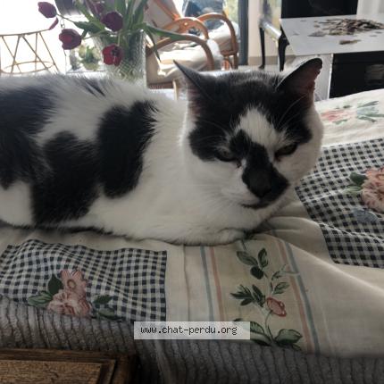 Photo de chat trouvé à Notre Dame De Monts