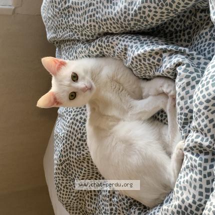 Photo 1/1 Runa Chat perdu à Argentan