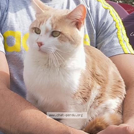 Photo 1/1 Chat retrouvé Perdu à Livry Gargan