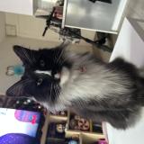 Photo de chat perdu à Toulouse