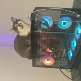 Photo de chat perdu à Caudry