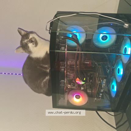 Photo 1/1 Arlette Chat perdu à Caudry