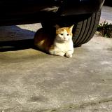 Photo de chat trouvé à Vaulx En Velin