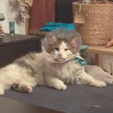 Photo de chat perdu à Carces