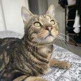 Photo de chat perdu à Schiltigheim