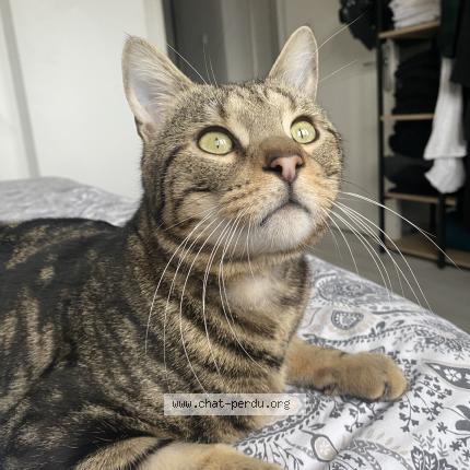 Photo 1/1 Ernest Chat perdu à Schiltigheim