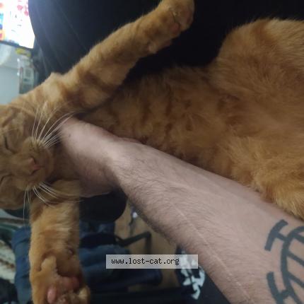 Photo 1/1 Rex Chat perdu à Miami