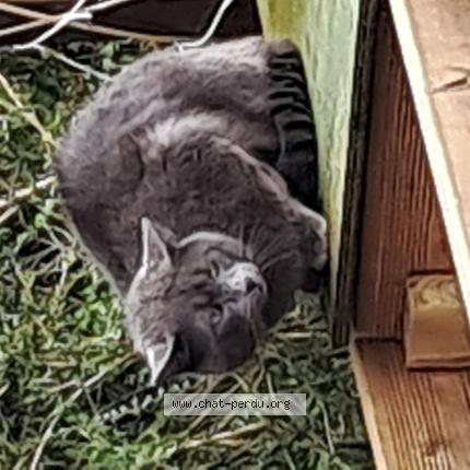 Photo 1/1 Chat trouvé Trouvé à Robertot