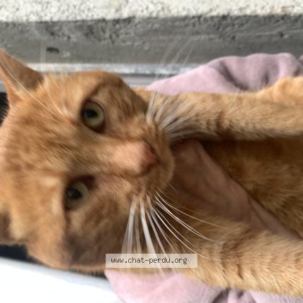 Photo 1/1 Chat trouvé Trouvé à Savigne sur lathan