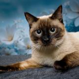 Photo de chat perdu à Valdoie