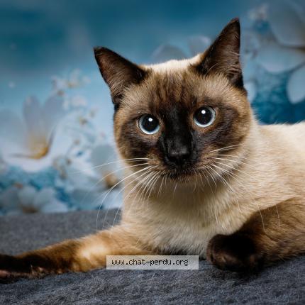 Photo 1/1 Loki Chat perdu à Valdoie