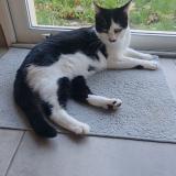 Photo de chat perdu à Seysses